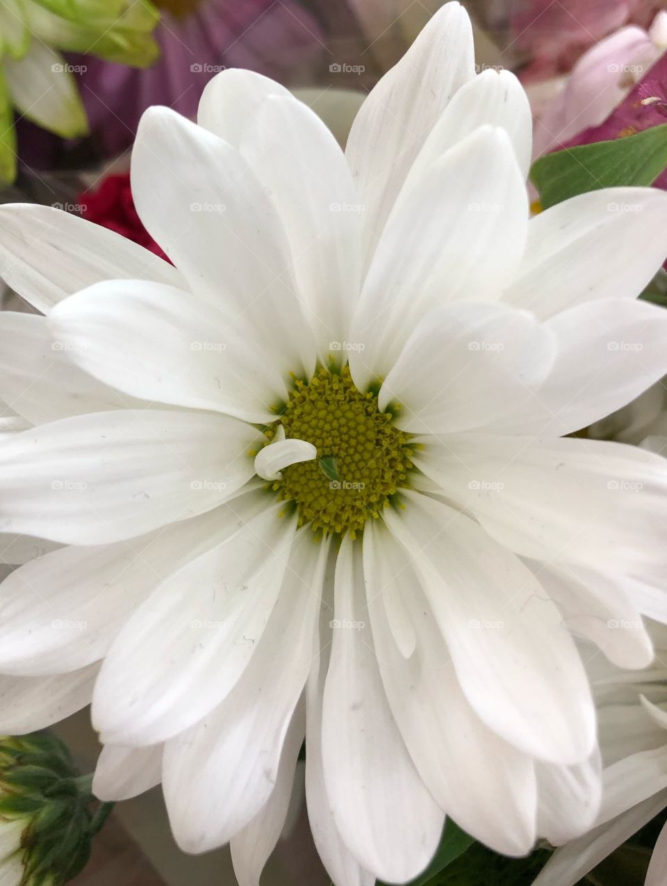 Beautiful white flower 