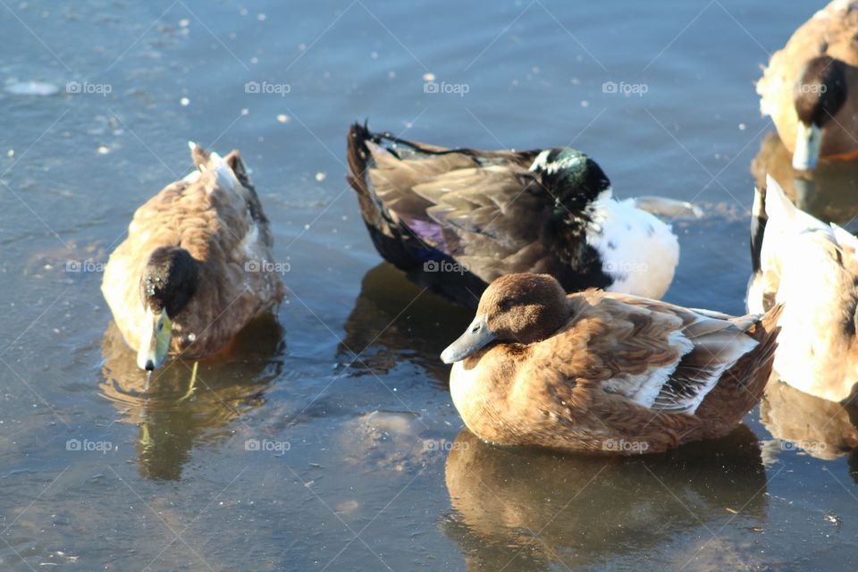 Duck, Bird, Water, No Person, Nature