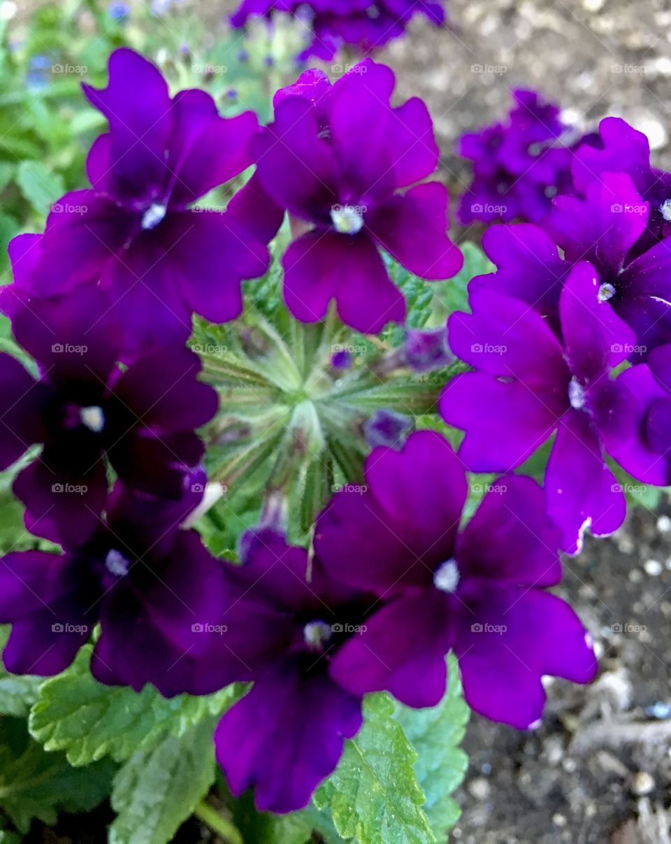 Verbena blooms