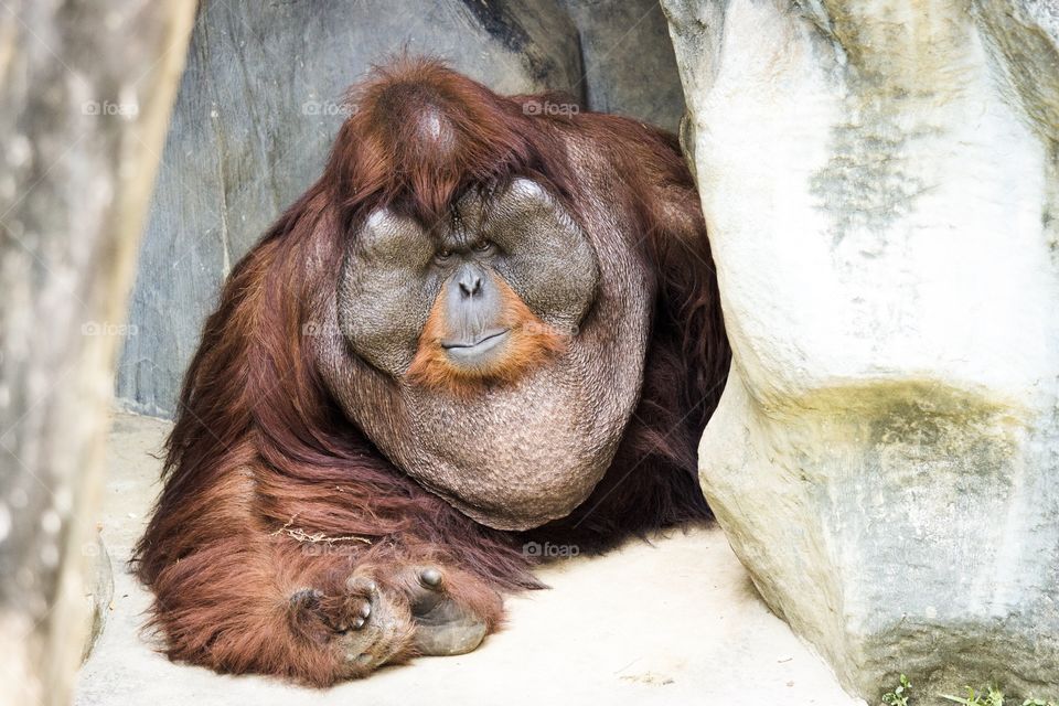 A giant orangutan in a zoo