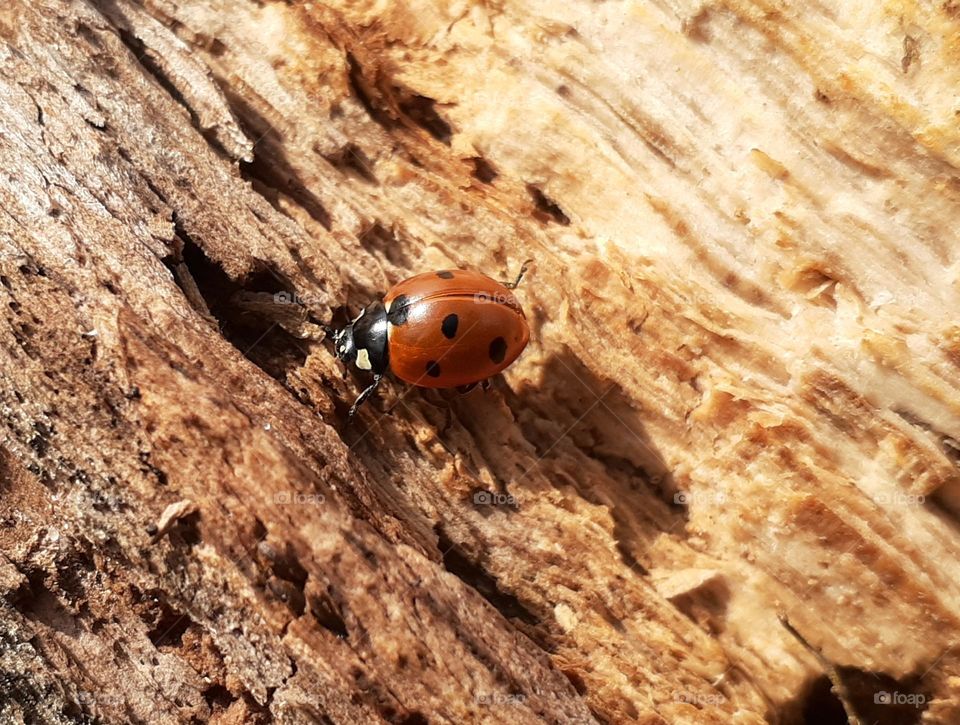 Macro Photo of a insect on the bark of a tree