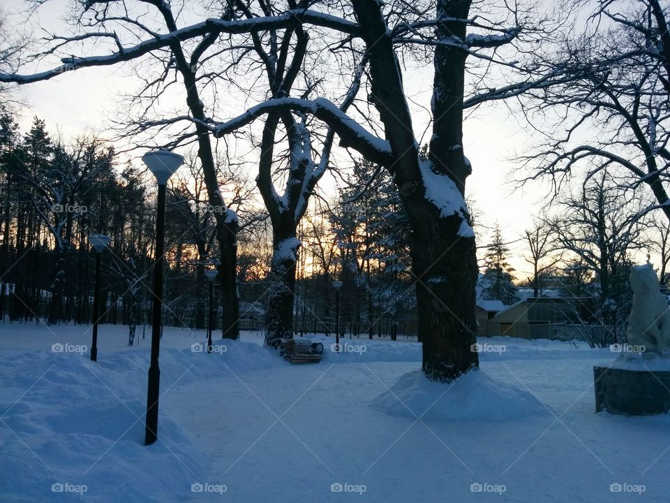 Snow, Winter, Tree, Cold, Frost