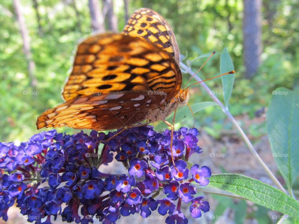 Butterfly on flower