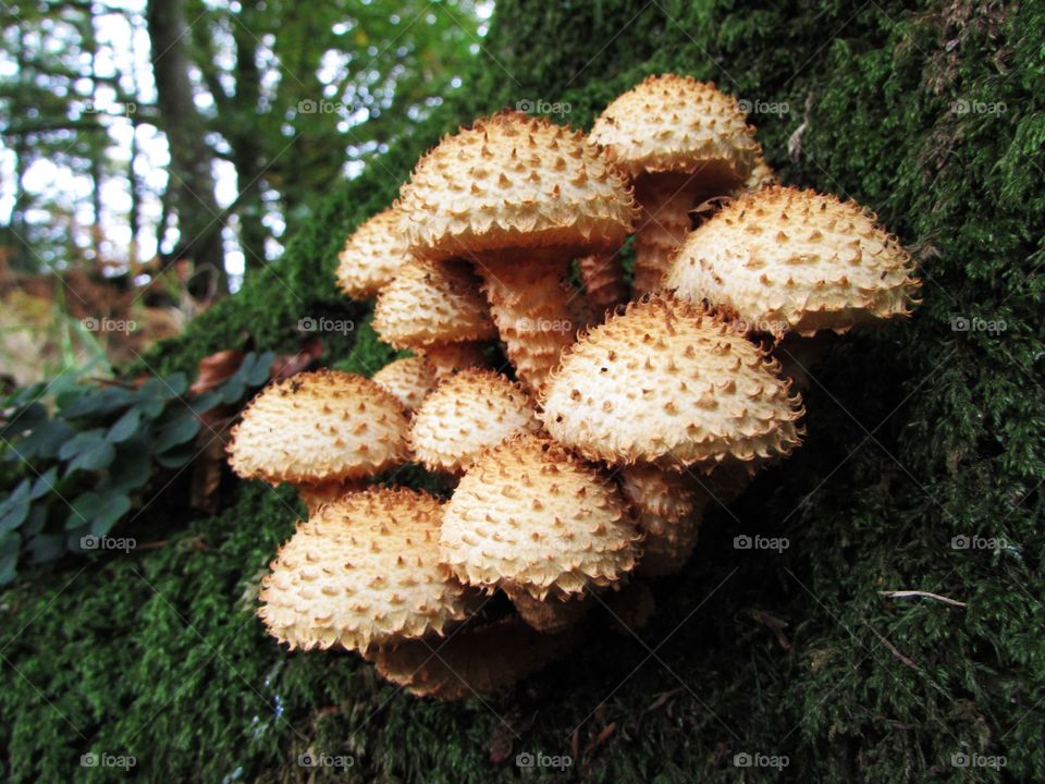 Close-up of mushroom