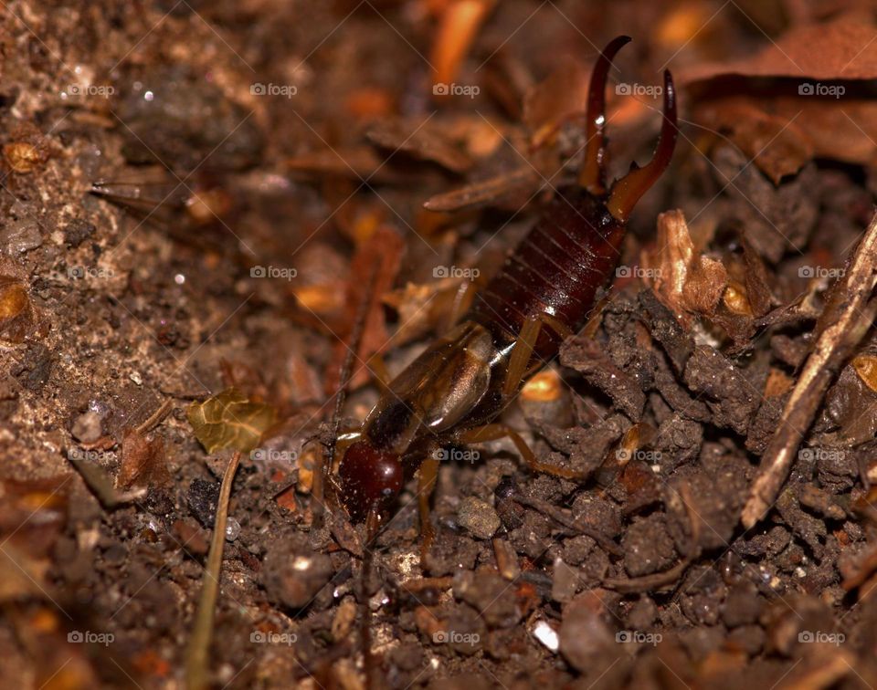 An european earwig, known as Forficula auriculara, trying to hide away from me.