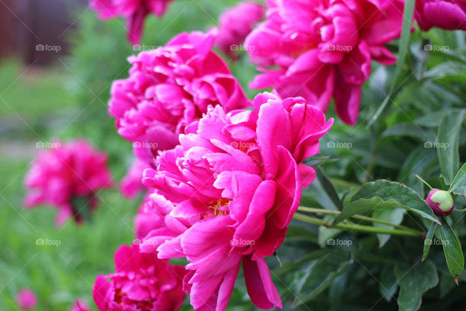 Peony, peonies, roses, pink, red, white, flowers, bouquet, summer, sun, nature. Landscape, still-life, village, flowerbed, plant, vegetation, grass, decor, fluffy, fluffy flowers, bulk flowers, plush flowers, petals, buds, leaves