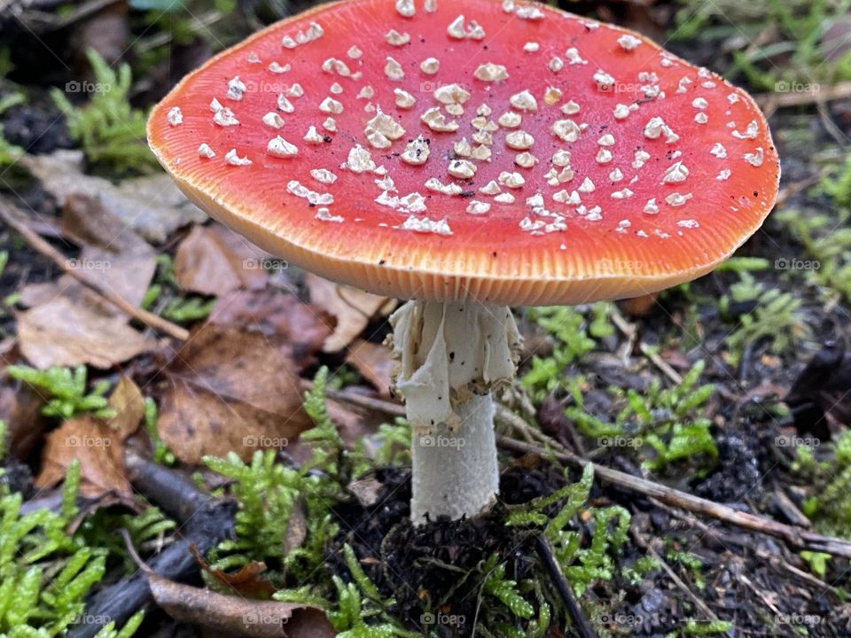 A  red toadstools in the woods 