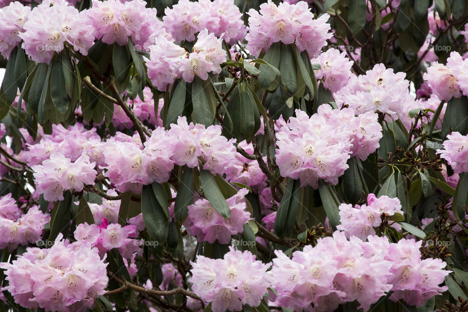 Rhododendron pink blooming tree .
Rododendron blommande rosa träd