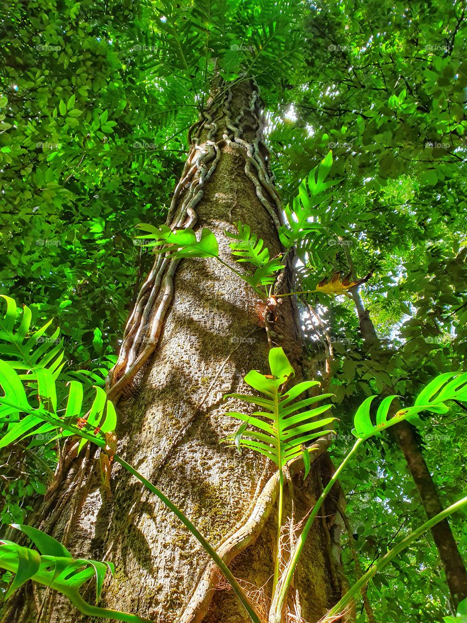 Rainforest giants