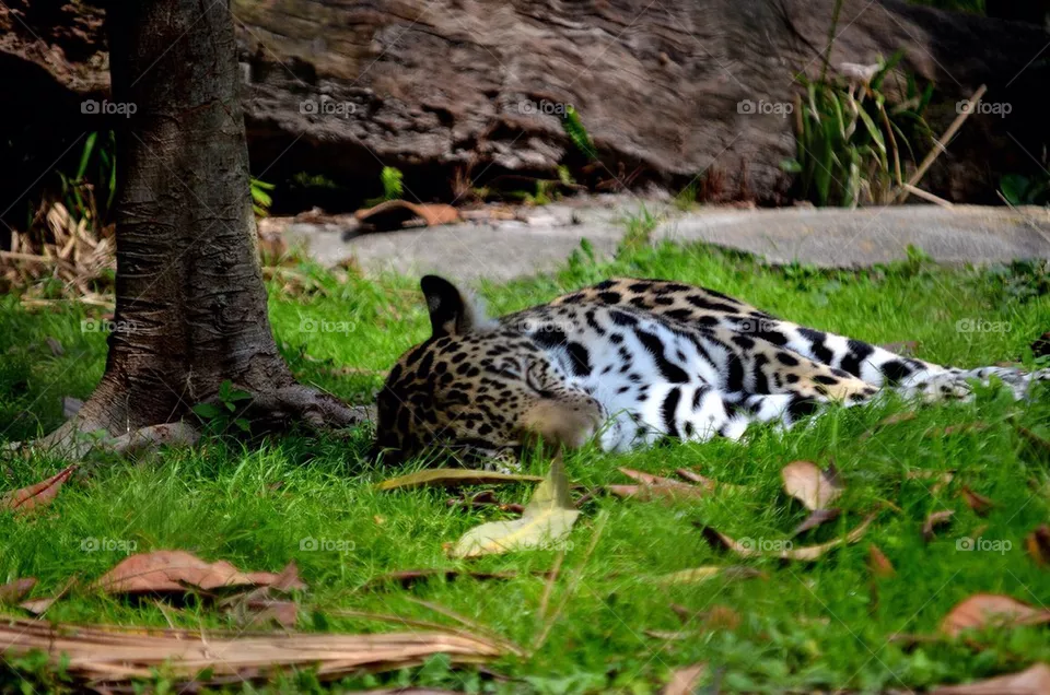 Jaguar 