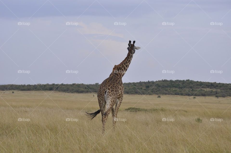 Lone giraff