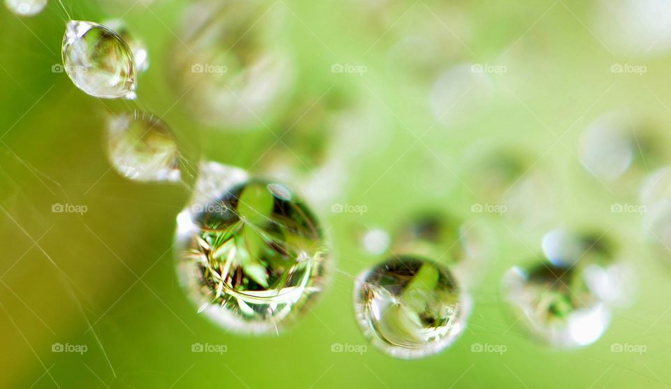 Rain Drops on a Spider Web