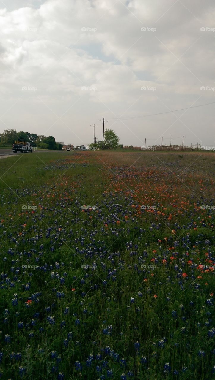 Landscape, Flower, Agriculture, Field, Poppy
