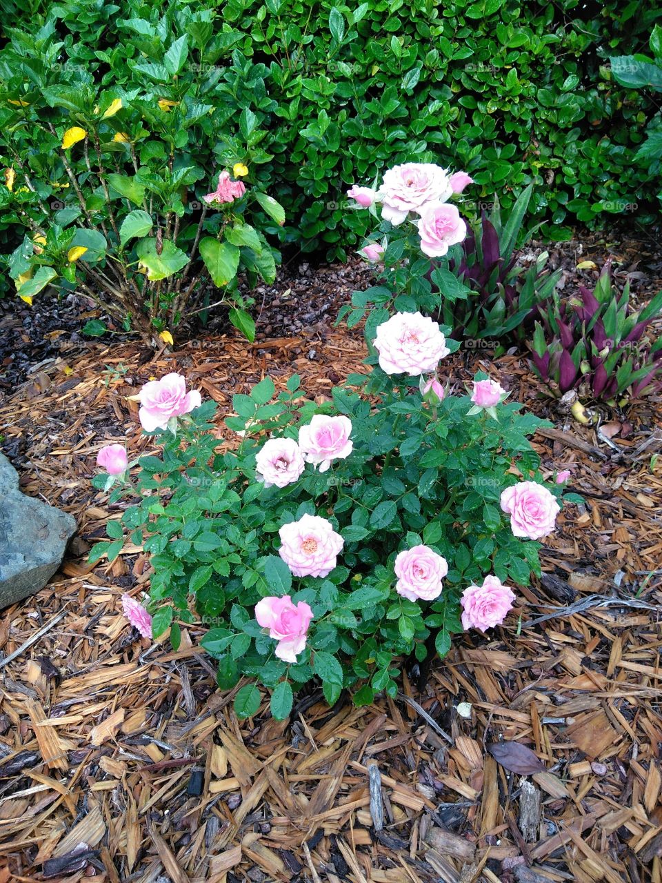 Pink teacup rose bush