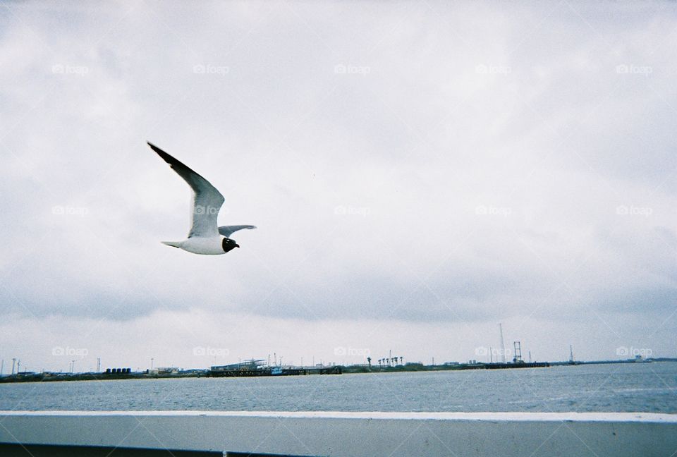 JK Seagull. A seagull glides along side an auto ferry