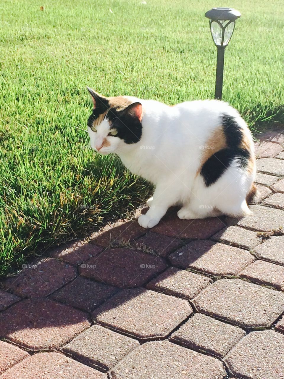 Cat outdoor