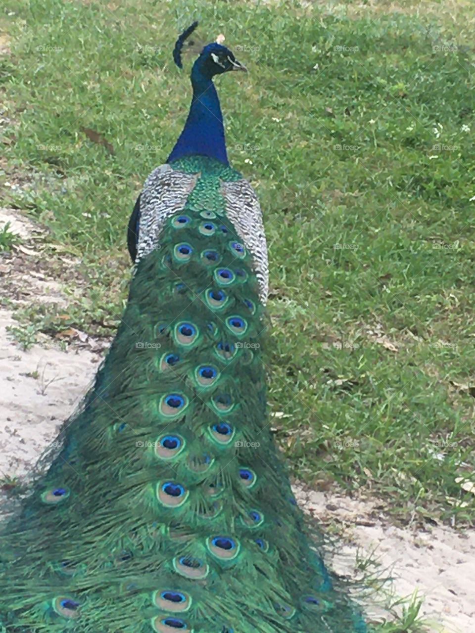 Wild peacock 🦚