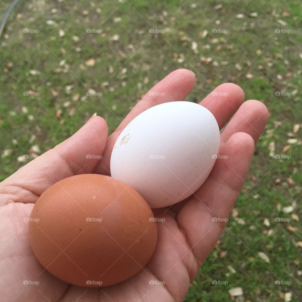 Organic eggs 