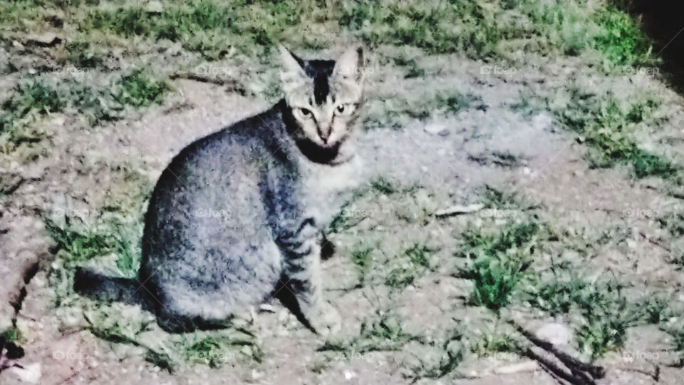 The look in the cat's eyes was something