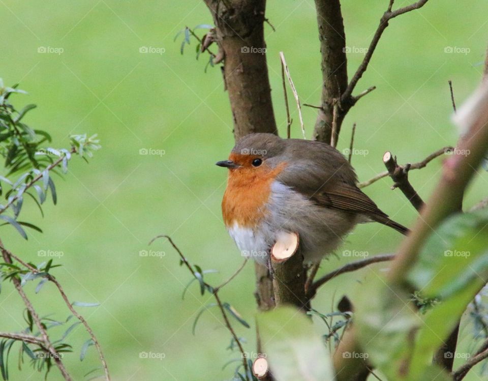 red robin 