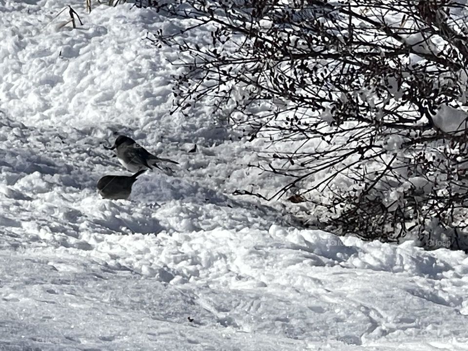 Birds playing in the snow