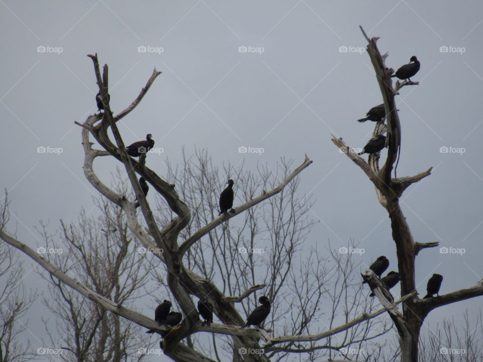 No Person, Bird, Tree, Winter, Wildlife