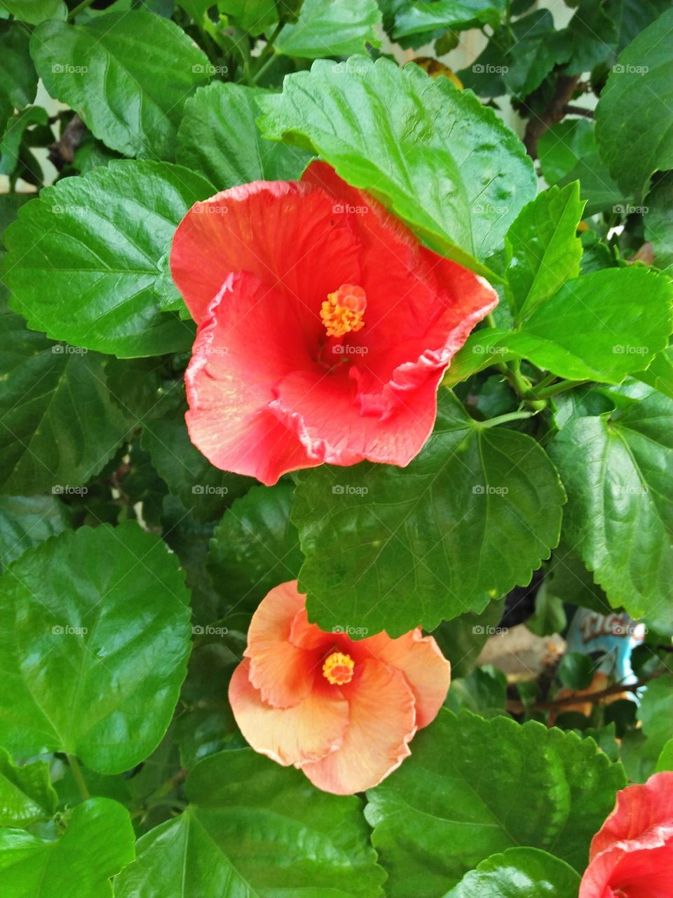 Buds of hibiscua orange