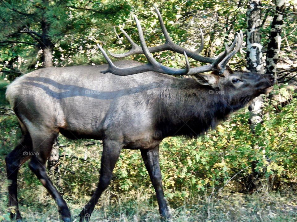 High angle view of elk