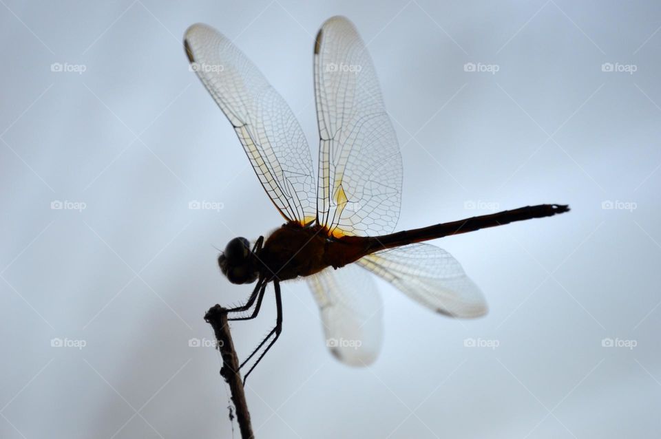 Details from the wings of a dragonfly 