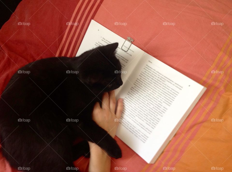 Black cat reading a book with his owner