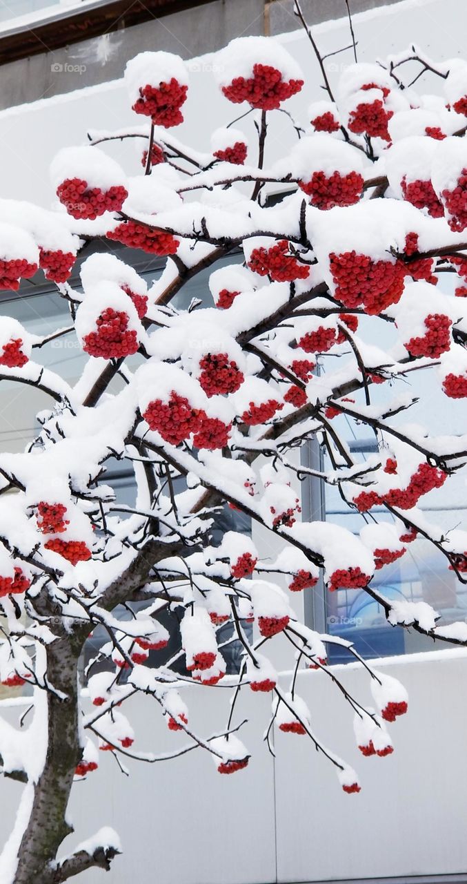 Rowan berries under white snow caps