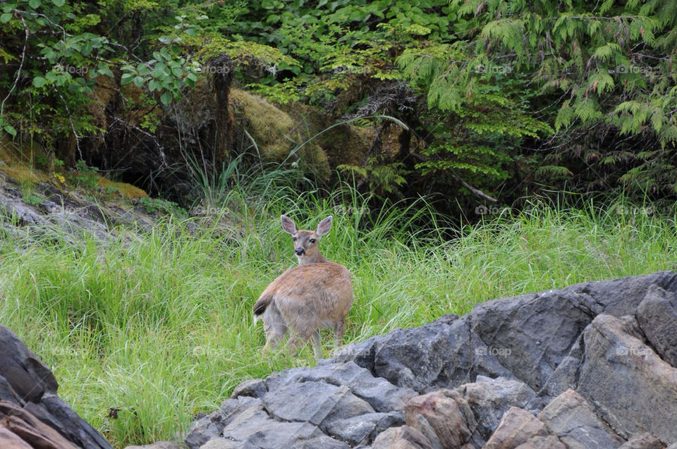 foreign mission5 forest alaska by jifkak