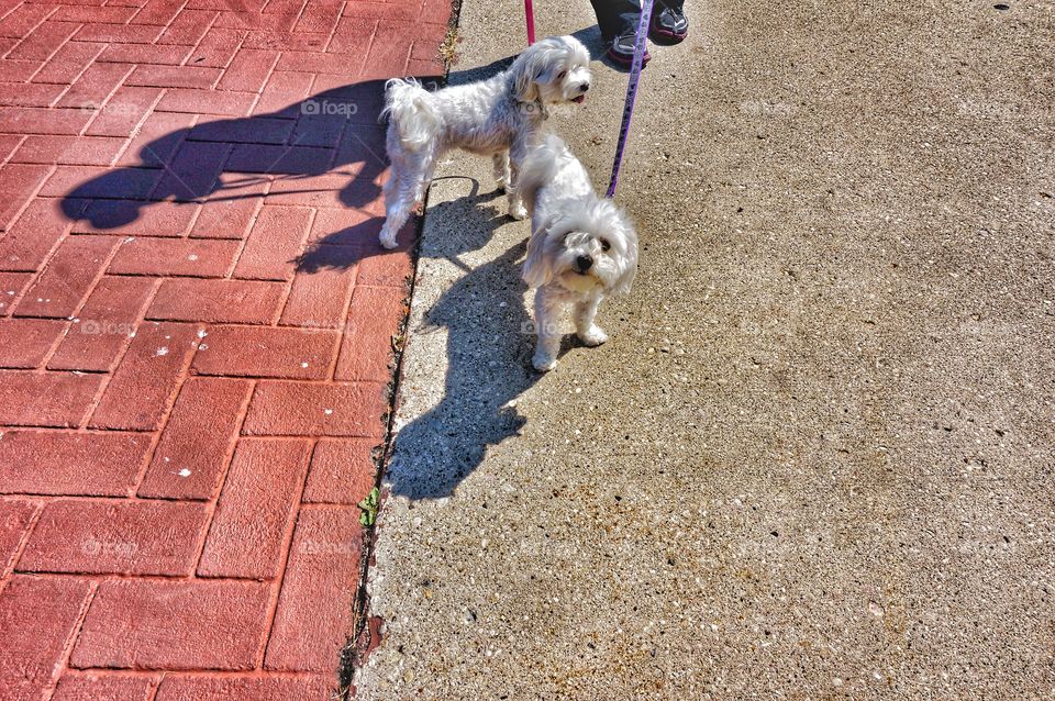 Dogs. White Poodles