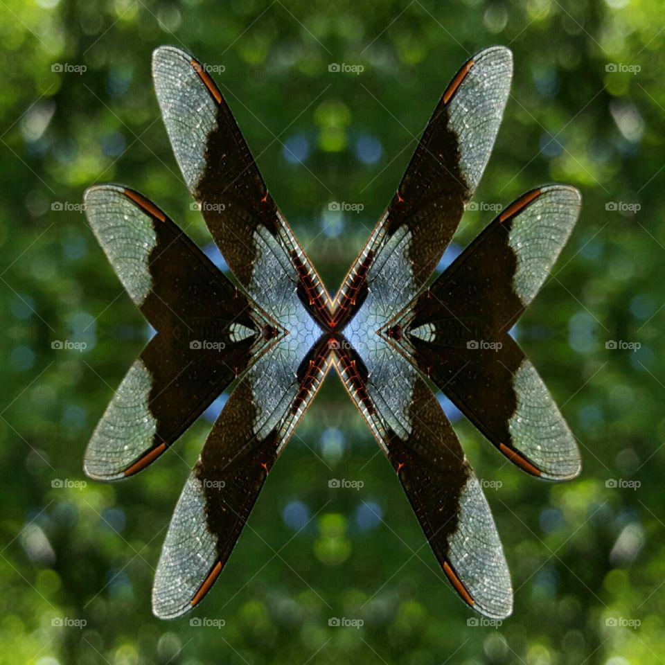 photo creation dragonfly