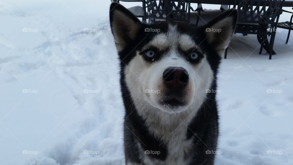 Frosty, Snow, Winter, Mammal, No Person