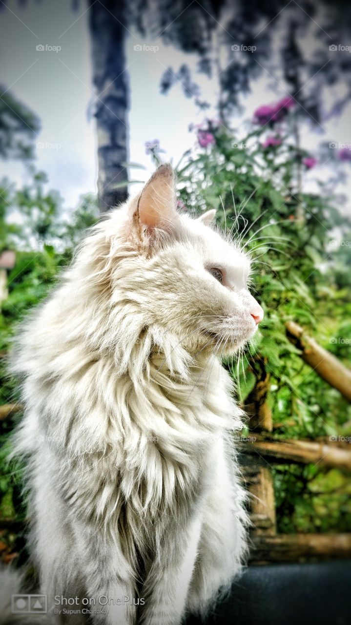 cat, proud, white, eye, love