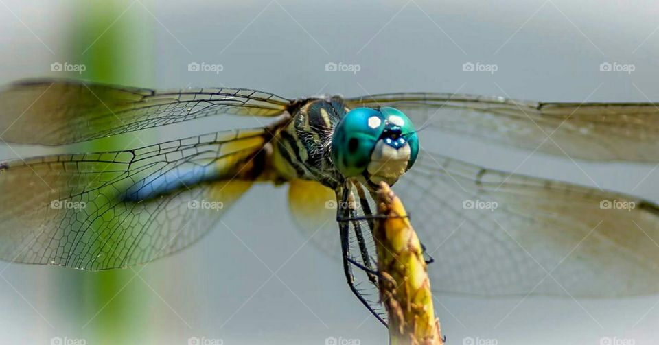 Close-up of dragonfly