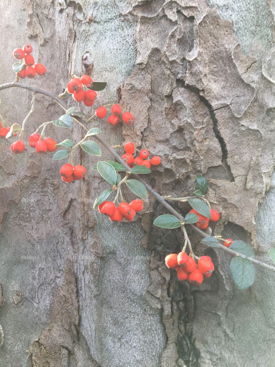 Berries ranking around tree