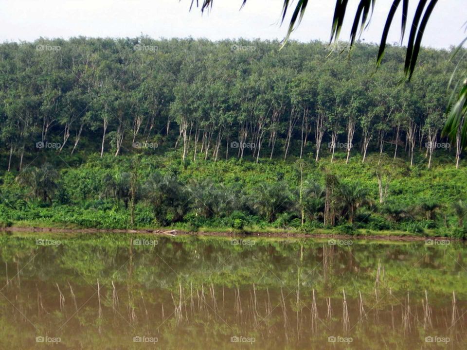forest.  Nigeria
