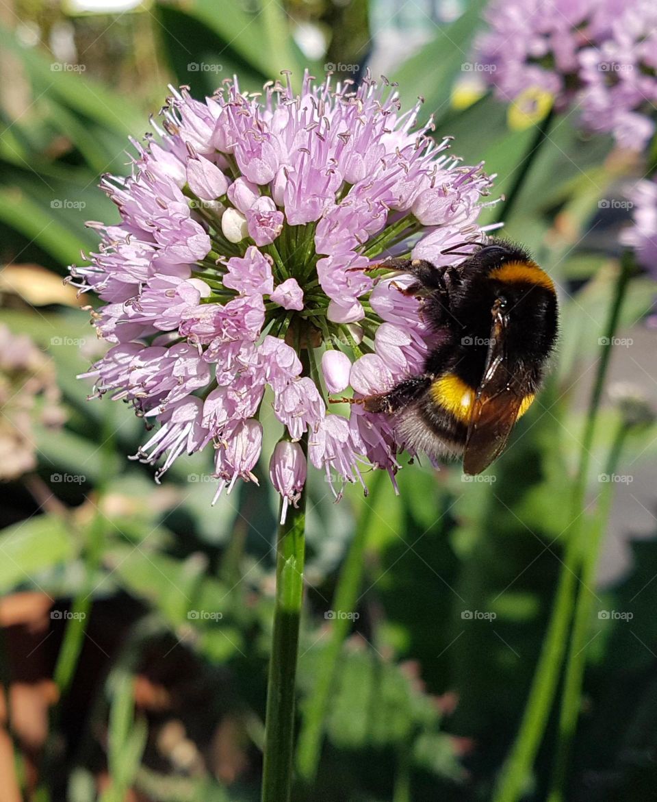 pollinating