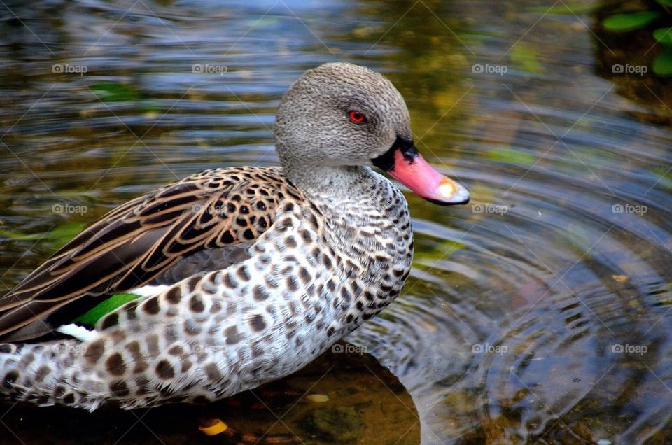 Close-up of duck