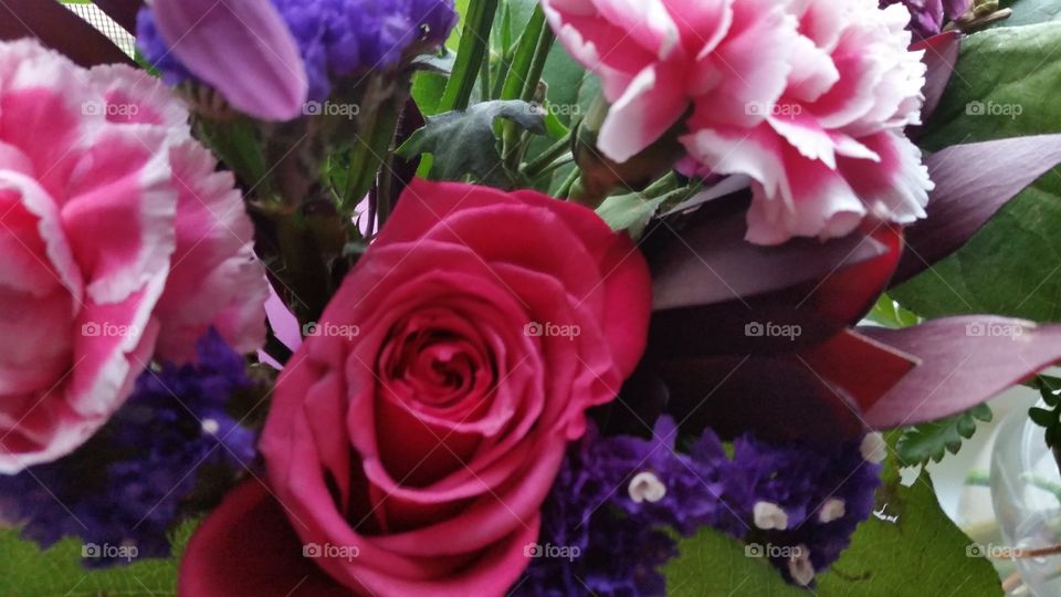 Flower, No Person, Rose, Nature, Love
