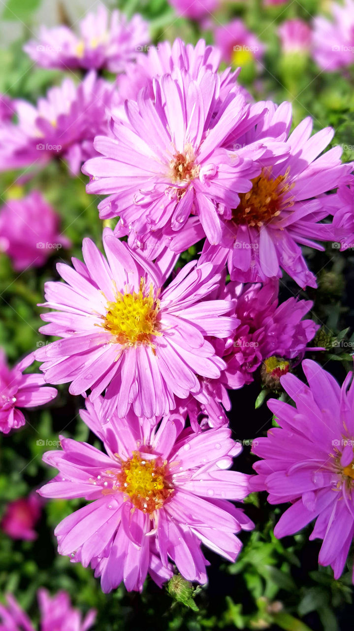 Pink flowers in sunshine close-up - rosa blommor i solsken  närbild