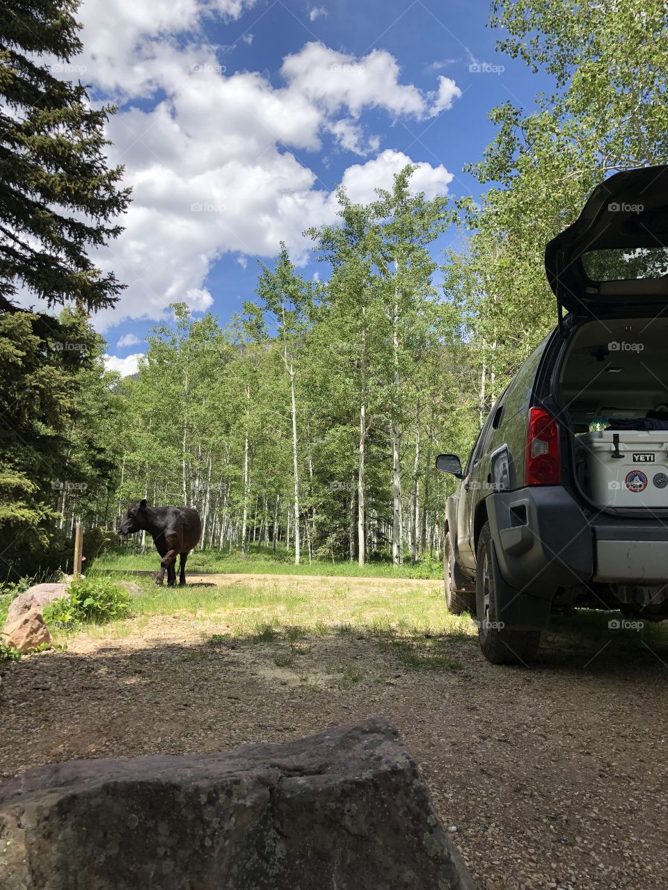 Cow checking out the campsite 