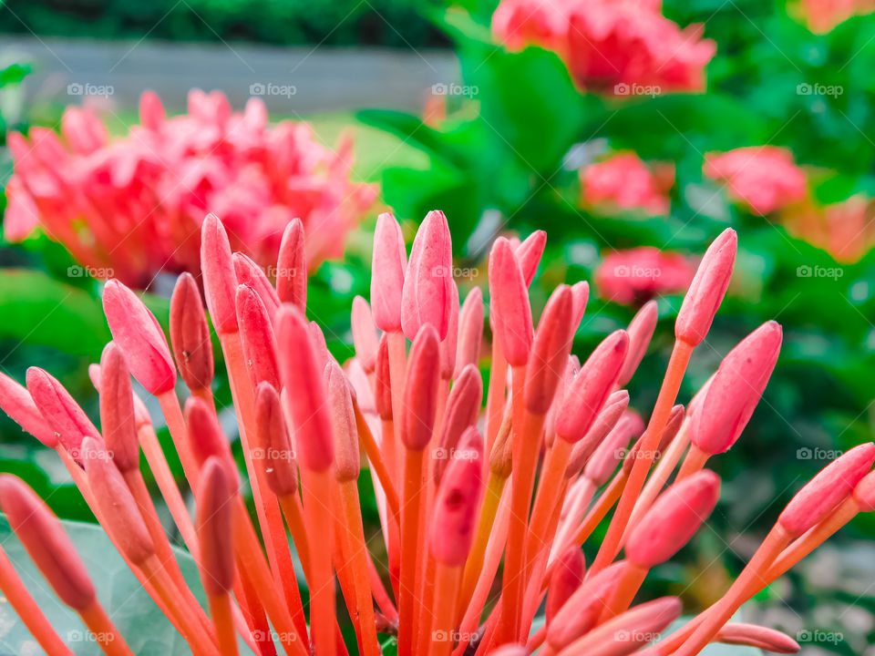 Ixora flower or Red spike flower in garden. Pink coloured flower on green leaf blurred background looking colourful and beautiful, Attractive, Mind blowing.