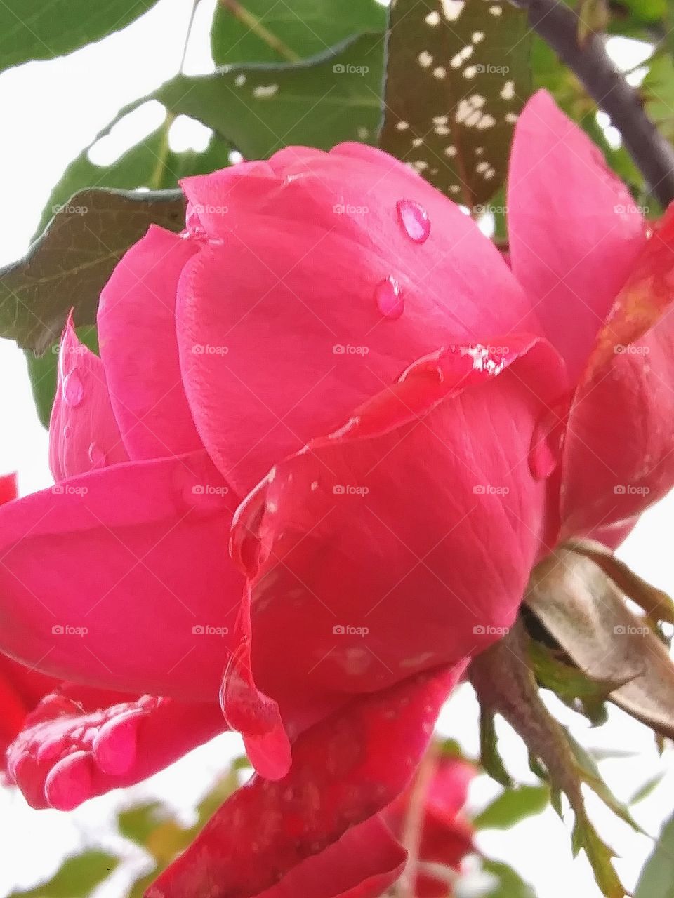 red rose in full bloom
