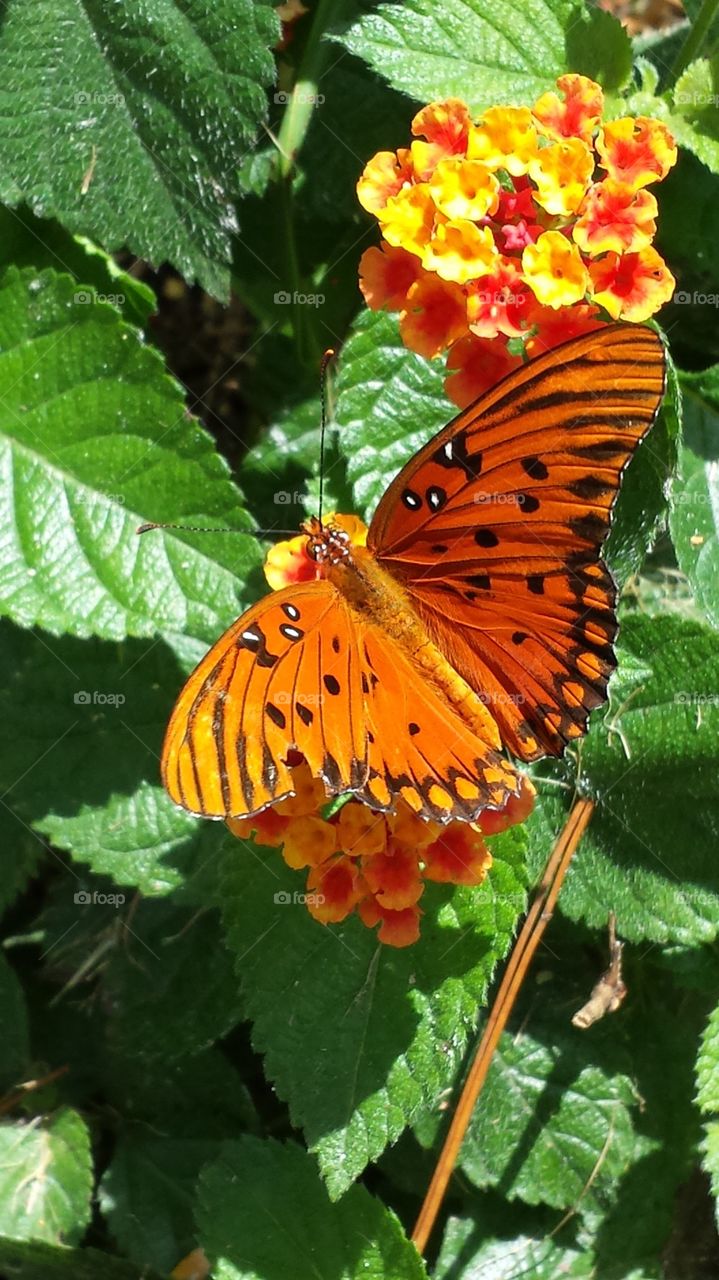 Gulf Fritillary Butterfly