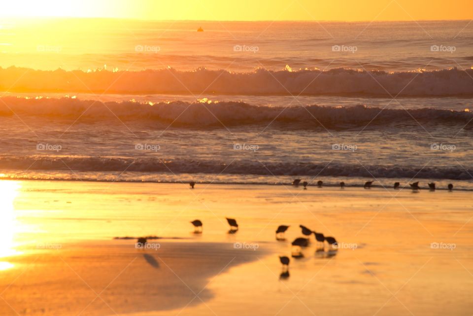 Birds on Beach at Sunrise
