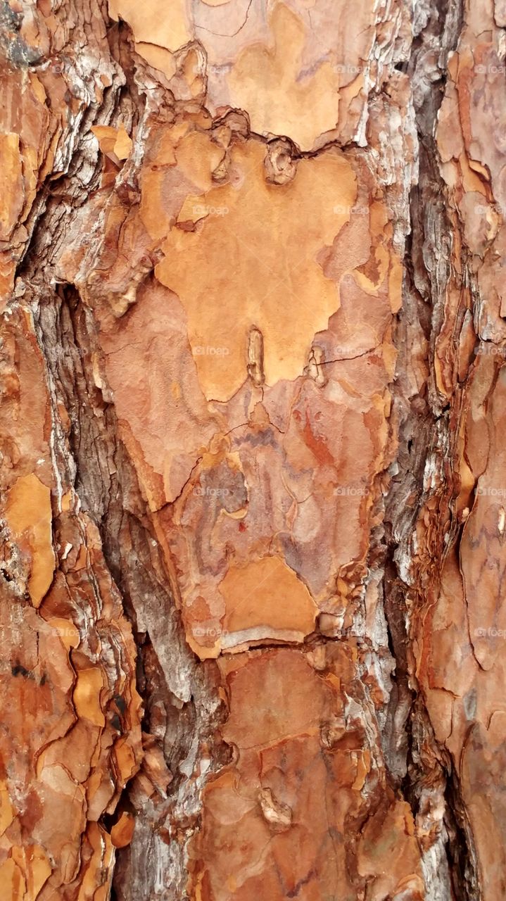 forest tree bark