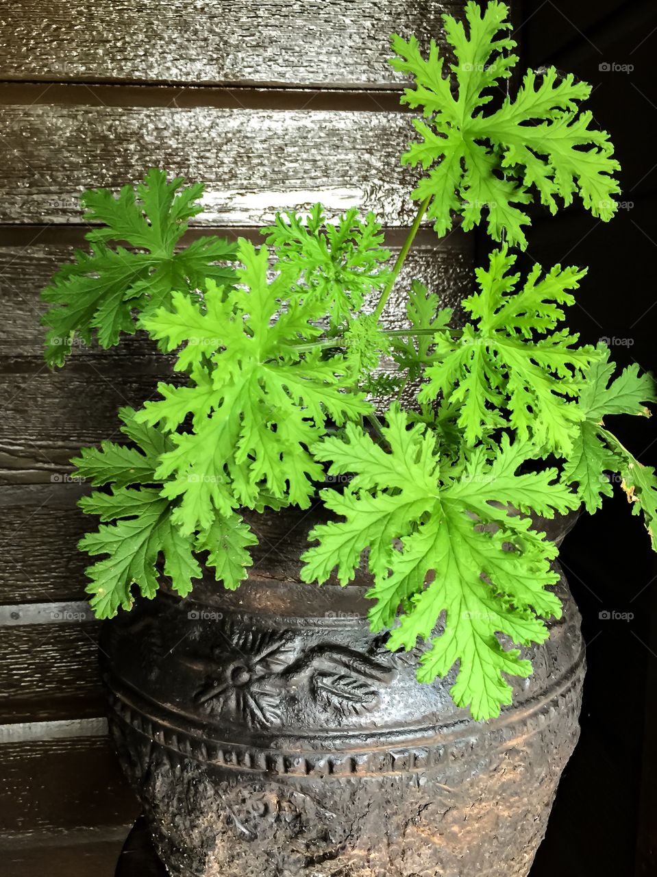 Citronella plant